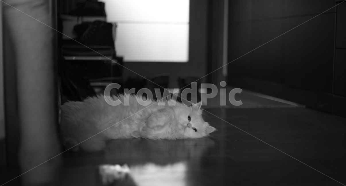 고양이,냐옹이,냐옹,터키쉬앙고라,러시안블루,cat,turkishangora,russianblue,동물,애완동물,반려동물,집사
