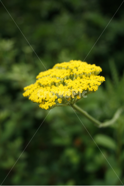 식물,flower,plants,nature,꽃,꽃봉오리,식물,자연,plants,nature,꽃,flower