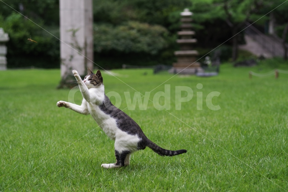 고양이,길고양이,길냥이,사냥,사냥꾼,동물,애완동물,반려동물,생명,포유류,야생,야생동물,미묘,미냥,순간포착,배경화면,바탕화면,cat,kitty,kitten,cute,lovely,adorable,pet,animal,hunt,hunting,hunter,street,streetcat,stray,straycat,wild,wildlife,wildanimal,wildcat,동물,animal,포유류,mammal,고양이,cat,kitten,kitty,곤충,벌레,insect,bug