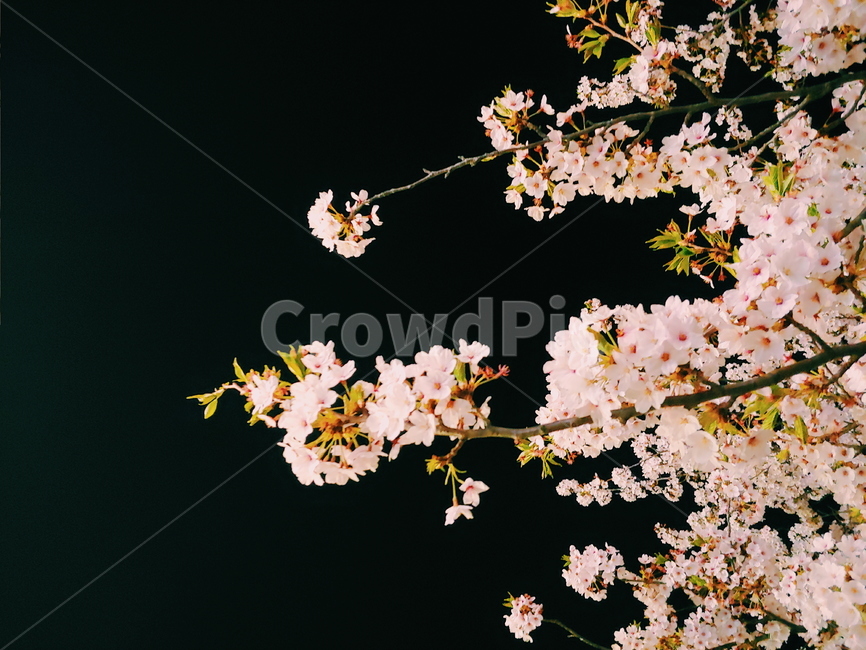 꽃,봄,벚꽃,계절,배경,개화,감성,풍경,flower,nature,spring,하늘,나무,wood,plant,blossom,밤하늘,밤