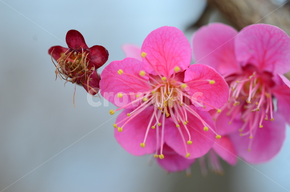 꽃,봄,매화,나무,flower,spring,cherryblossoms,japaneseapricotflower,식물,plant,pink
