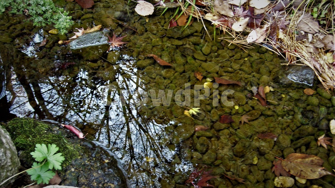 단풍,가을,물,반영,낙엽,자연,fallenleaves,autumn,water,reflection,fall,가을,계절,fall,autumn,season,plant,식물