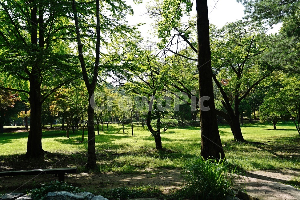 자연,나무,그늘,시원함,나무그늘,힐링,휴식