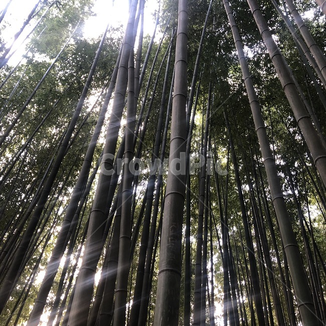 대나무,숲,나무,대나무숲,빛,tree,green,forest,자연,풍경,nature,landscape,plant,식물