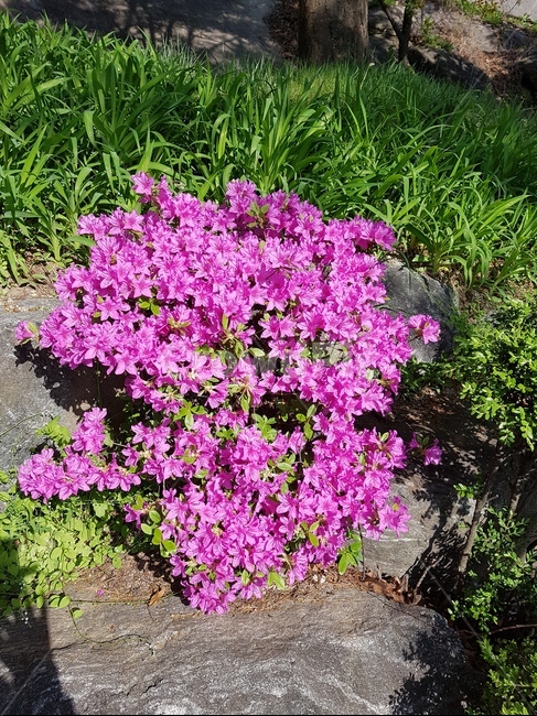 식물,flower,꽃,blossom,진달래,식물,자연,plants,nature,꽃,flower