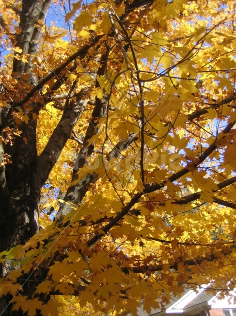 가을,나무,노랑,단풍,마무리,가을,계절,fall,autumn,season,식물,자연,plants,nature,plant,leaf,잎,tree,maple