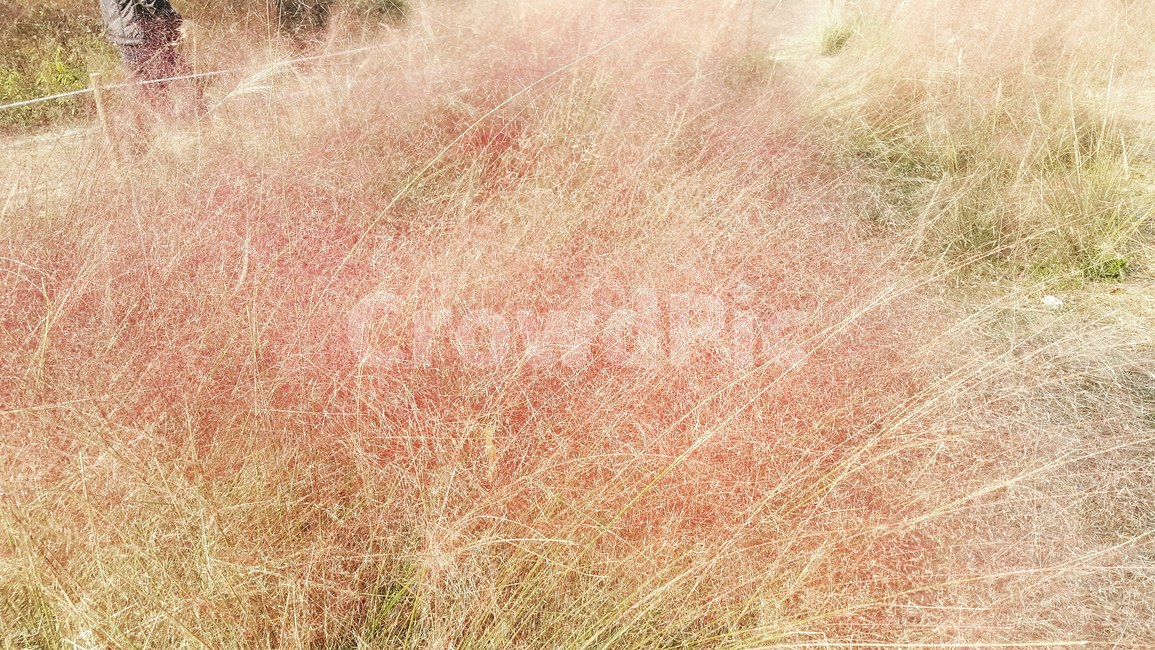 낙엽,가을,나뭇잎,단풍,잎,가을,계절,fall,autumn,season,식물,자연,plants,nature,grass,잔디,plant