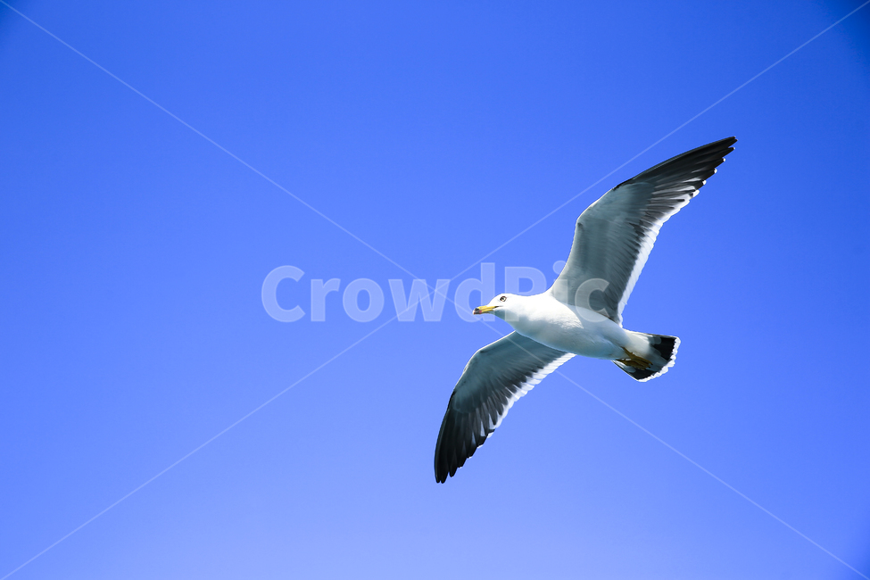 갈매기,조류,새,동물,날개,사냥,하늘,부리,bird,mewgull,commongull,부산갈매기,괭이갈매기,동물,animal,조류,새,birds