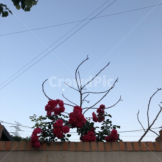 꽃,달,하늘,감성,분위기