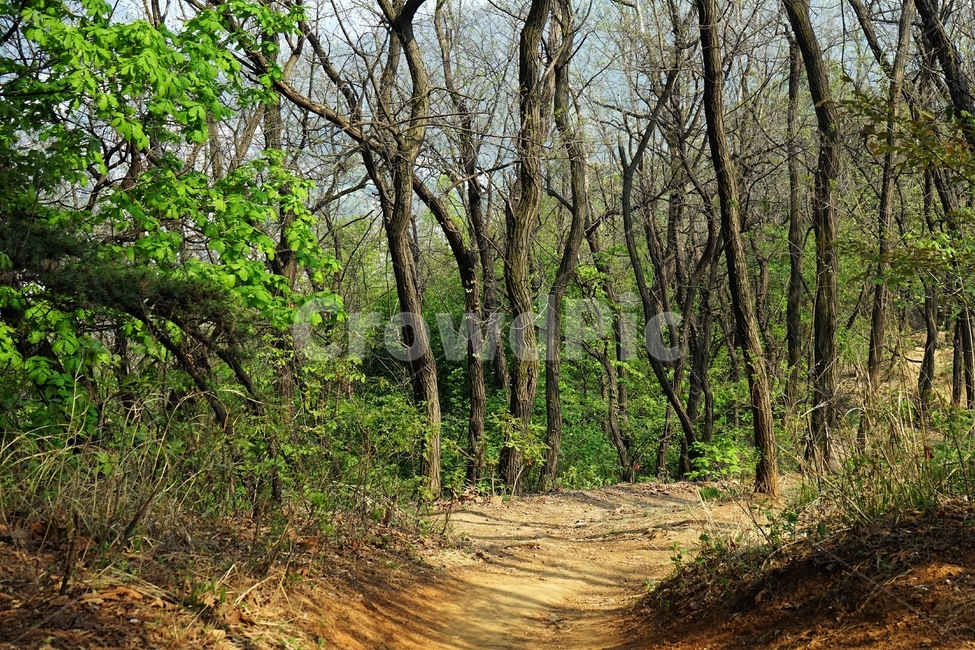 봄,산책길,길,나무,자연,trail,nature,spring,walkway,woods,forest,trees,season,stroll,park,sunshine,그림자,shadow,자연,풍경,nature,landscape,ground,바닥,path,통로