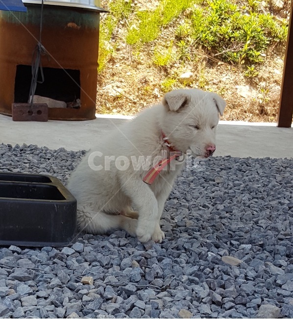 강아지,앞발,시골,앉은자세,아궁이,동물,animal,포유류,mammal,개,강아지,dog,doggy