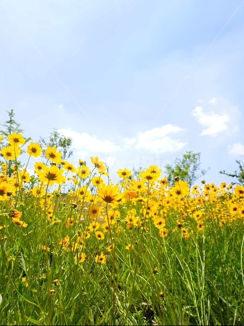 금계국,꽃,봄,노랑,풍경,식물,자연,plants,nature,꽃,flower
