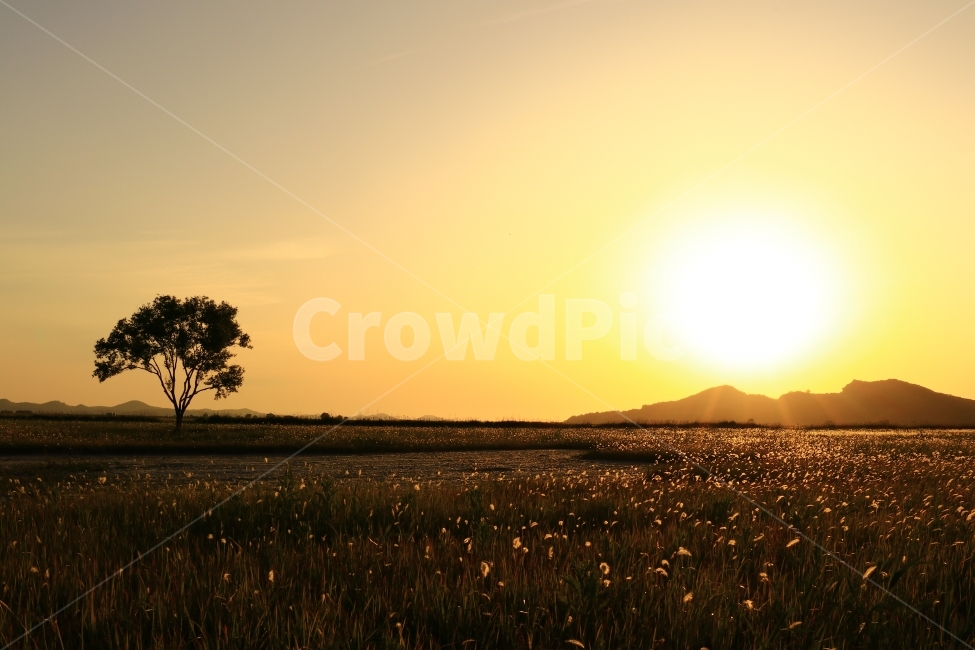 일몰,수섬,삘기꽃,삘기,화성,해넘이,노을,sunrise,역광,자연,풍경,nature,landscape,실루엣,그림자,silhouette,shadow,light,빛,flare,플레어,sunlight,햇빛,outdoors,옥외