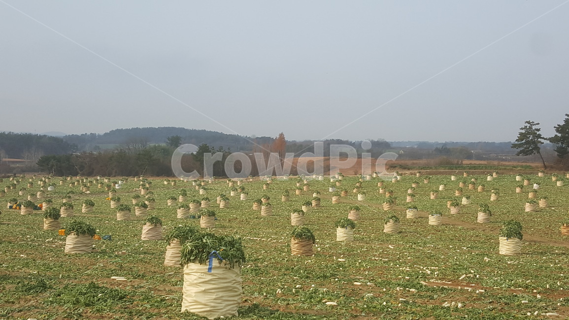 수확,추수,가을,단무지,시래기,산업,industry,industrial,농업,농사,agriculture,farming,farming industry
