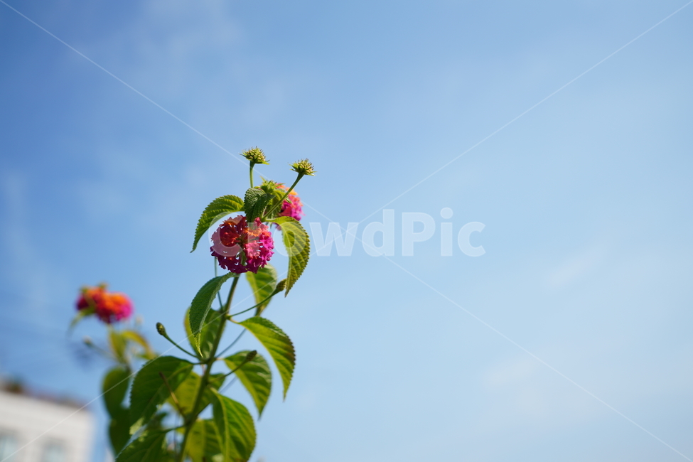 꽃,플라워,flower,감성,하늘,날씨,가을,식물,생물,색감,핑크,분홍,식물,자연,plants,nature,꽃,flower