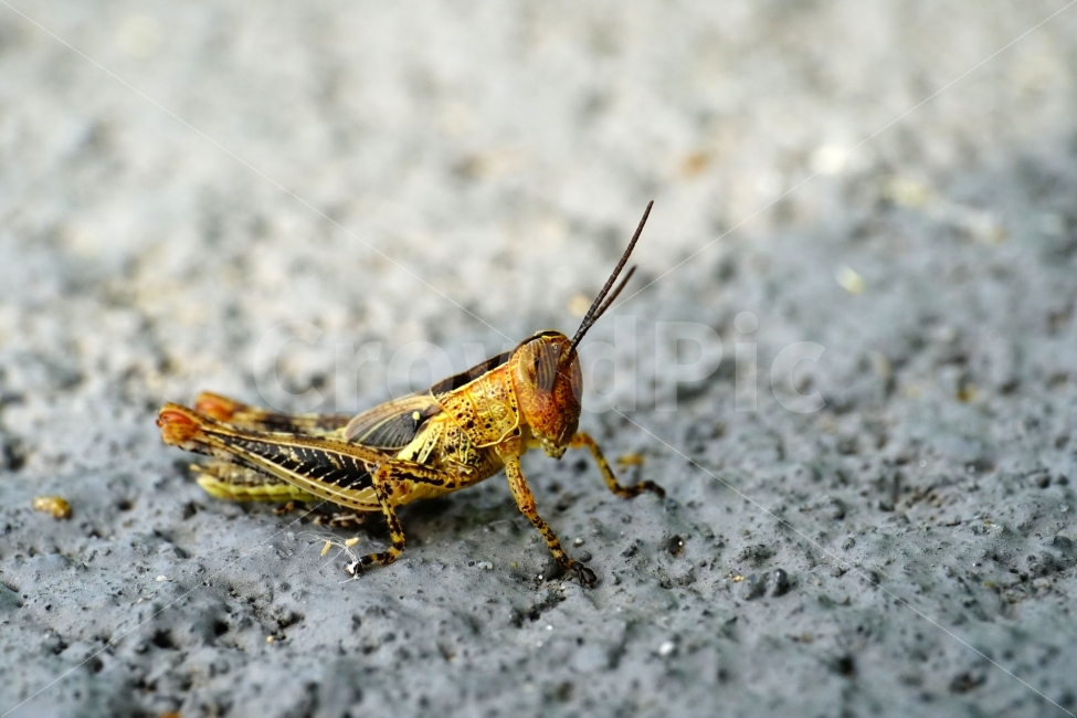 메뚜기,곤충,벌레,자연,동물,animal,insect,bug,nature,아스팔트,도로,땅,여름,grasshopper,locust,생명,생태,생태계,접사,마크로,macro,근접촬영,스냅,스냅사진,스넵,스넵사진,snap,snapshot,한국자연,한국의자연,풍경,landscape,동물,animal,곤충,벌레,insect,bug