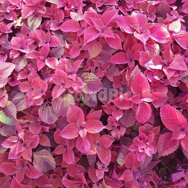 핑크,꽃,나무,식물,꽃잎,식물,자연,plants,nature,꽃,flower