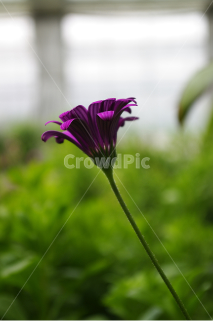꽃,식물,flower,plant,꽃봉오리,식물,자연,plants,nature,꽃,flower
