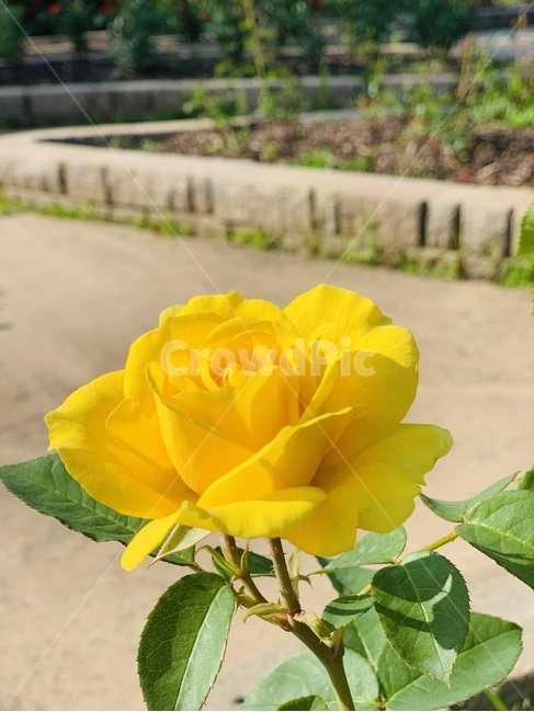 장미,장미한송이,노랑색장미,꽃,장미꽃,rose,yellow,노랑색,yellowrose,6월꽃