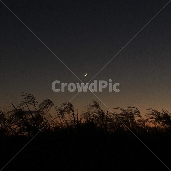 가을,하늘,억새,달,노을,하늘공원,서울,자연,nature,자연,풍경,nature,landscape