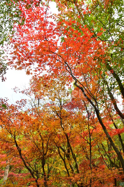 가을,단풍,자연,풍경,북한산,잎,단풍잎,붉은,나무,계절,계곡,숲,힐링,plant,fall,autumn,season,forestnature,landscape,한국자연풍경,한국자연경관,korea,tree,maple,leaf,가을,계절,fall,autumn,season,자연,풍경,nature,landscape,식물,plants,나무,trees,wood