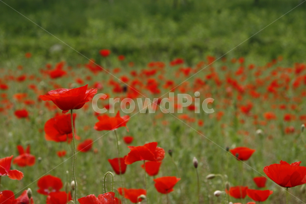 plant,식물,flower,꽃,blossom,양귀비,양귀비꽃,식물,자연,plants,nature,꽃,flower
