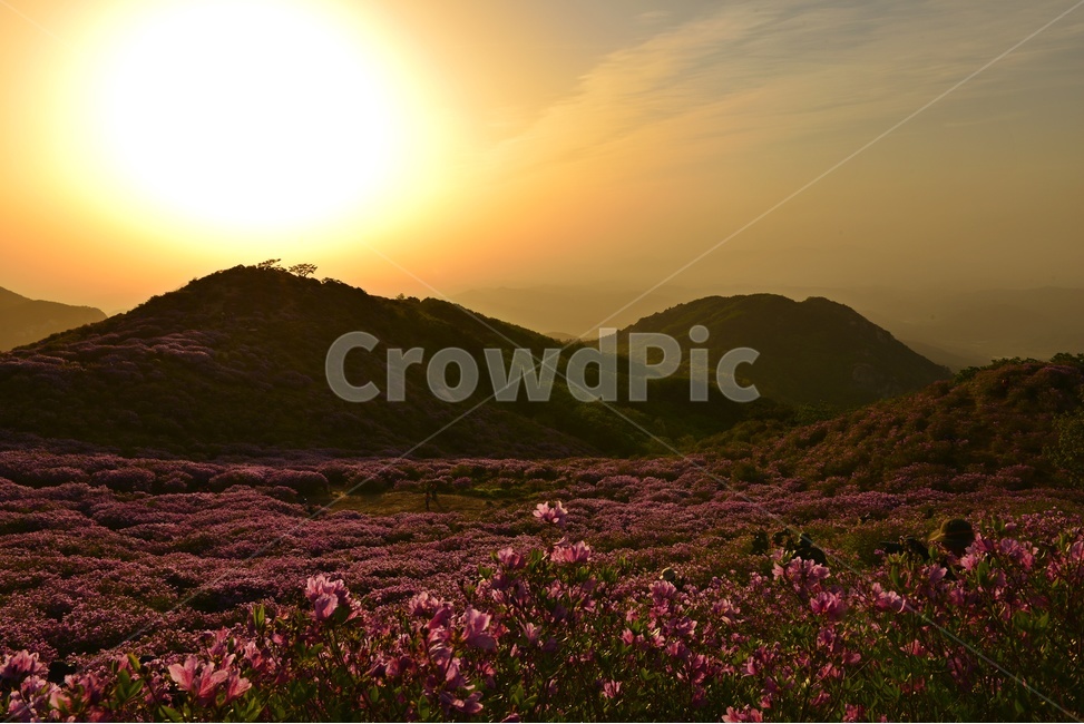 경남,산청,황매산,철쭉,황매산일출,황매산아침,황매산철쭉,nature,자연,outdoors,옥외,flare,플레어,light,빛,자연,풍경,nature,landscape,한국자연풍경,한국자연경관,korea nature landscape