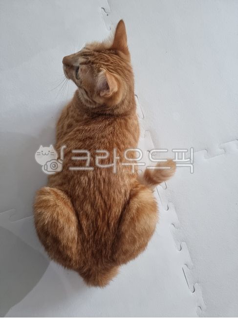 animal,고양이,식빵자세,cat,반려묘