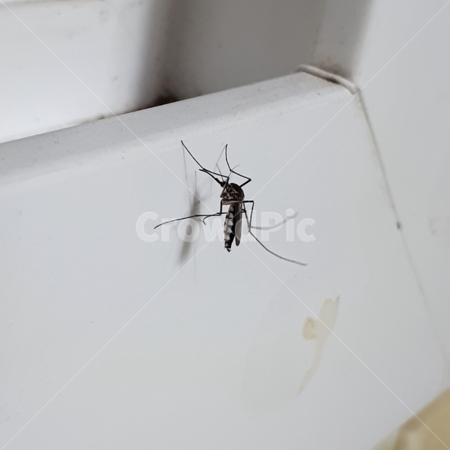 모기,해충,숲모기,곤충,벌레,산모기
