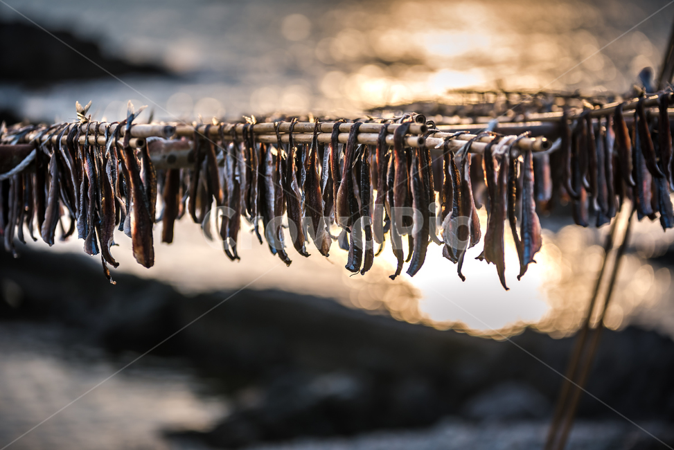 tide,seafood,Drink snacks,Pohang,Specialties,Guryongpo,snack,winter,sea breeze,Geojo,sea,food,Pacific saury,morning,East Sea,Coast,Beach,ocean,cooking,fresh,Gwamegi