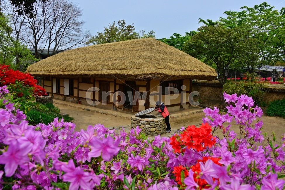person,사람,human,인간,blossom,flower,꽃,plant,식물,outdoors,옥외,자연,경치,경관,풍경,봄,계절,고창,고창읍성,모양성,유적지,문화재,철쭉,삘강꽃,철쭉꽃,만개,초가집