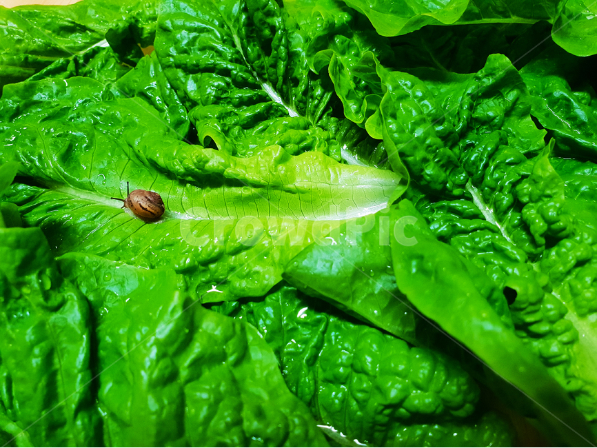 달팽이,상추,채소,야채,유기농,snail,nature,vegetable,green,fresh,red,healthy,salad,vegetables,isolated,cucumber,vegetarian,diet,ingredient,organic,white,paprika,peppers,agriculture,raw,health,leaf,onion,food,lettuce,동물,animal,채소,야채,vegetables