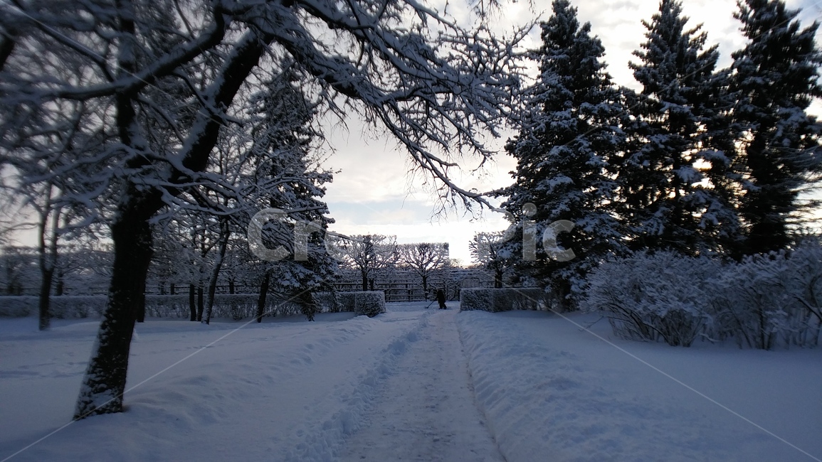 겨울,winter,russia,러시아,눈,얼음,snow,ice,plant,식물,전나무,숲,forest,tree,white,흰색,눈밭