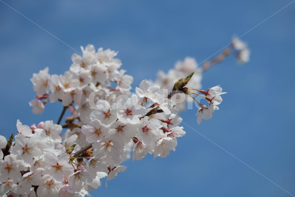 벚꽃,꽃,봄,계절,식물,자연,브라운,분홍색,하얀색,색깔,cherryblossom,pink,brown,white,flower,spring,season,color,plant,nature,봄,계절,spring,season,식물,자연,plants,nature,꽃,flower,blossom