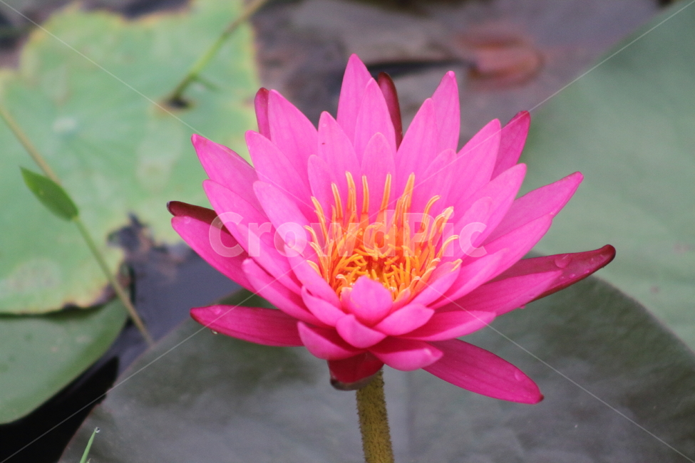 연,수련,꽃,식물,waterlily,식물,자연,plants,nature,꽃,flower