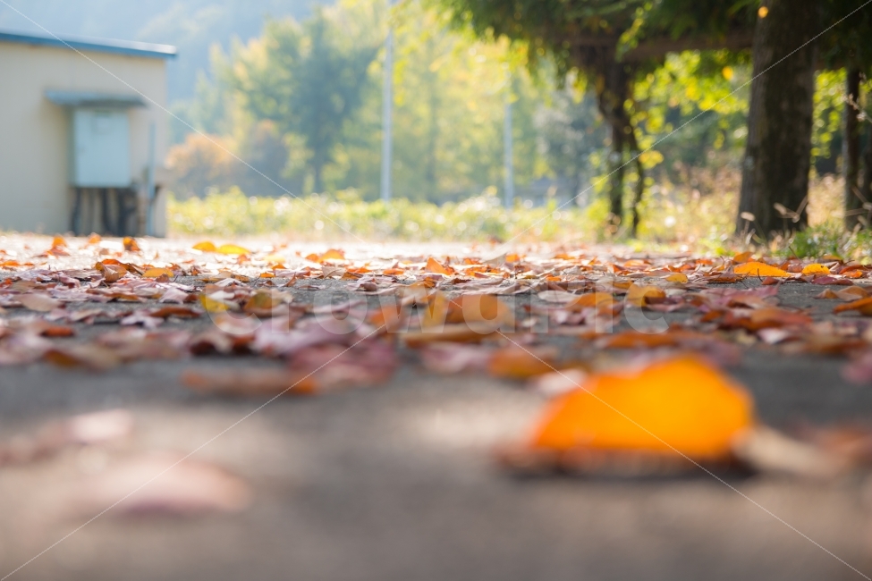가을,낙엽,풍경,햇살,거리,길거리,가을,계절,fall,autumn,season,감성,sensible,feeling,leaf,잎,plant,식물,ground,바닥