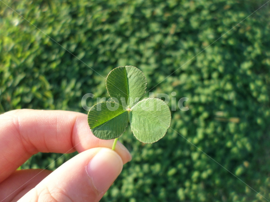 세잎클로버,행복,푸르름,초록초록,일상,식물,자연,plants,nature