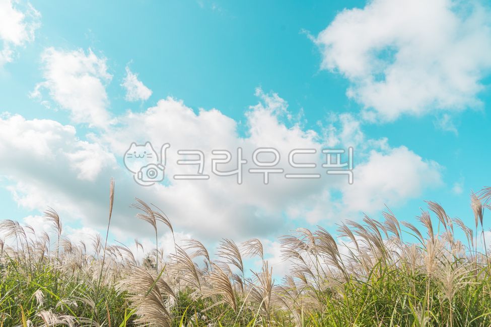 갈대, 자연, 억새, 가을하늘, 제주도, 사진,이미지,일러스트,캘리그라피 - Ncar3876작가