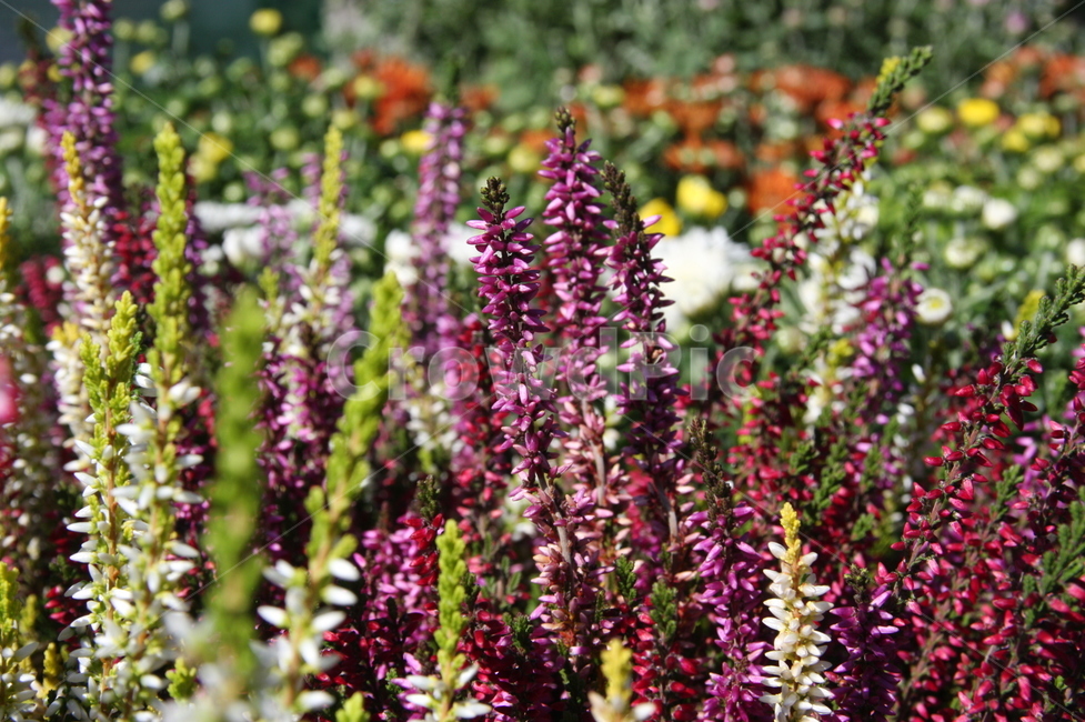 꽃,초록,자주,흰,노란,식물,자연,plants,nature
