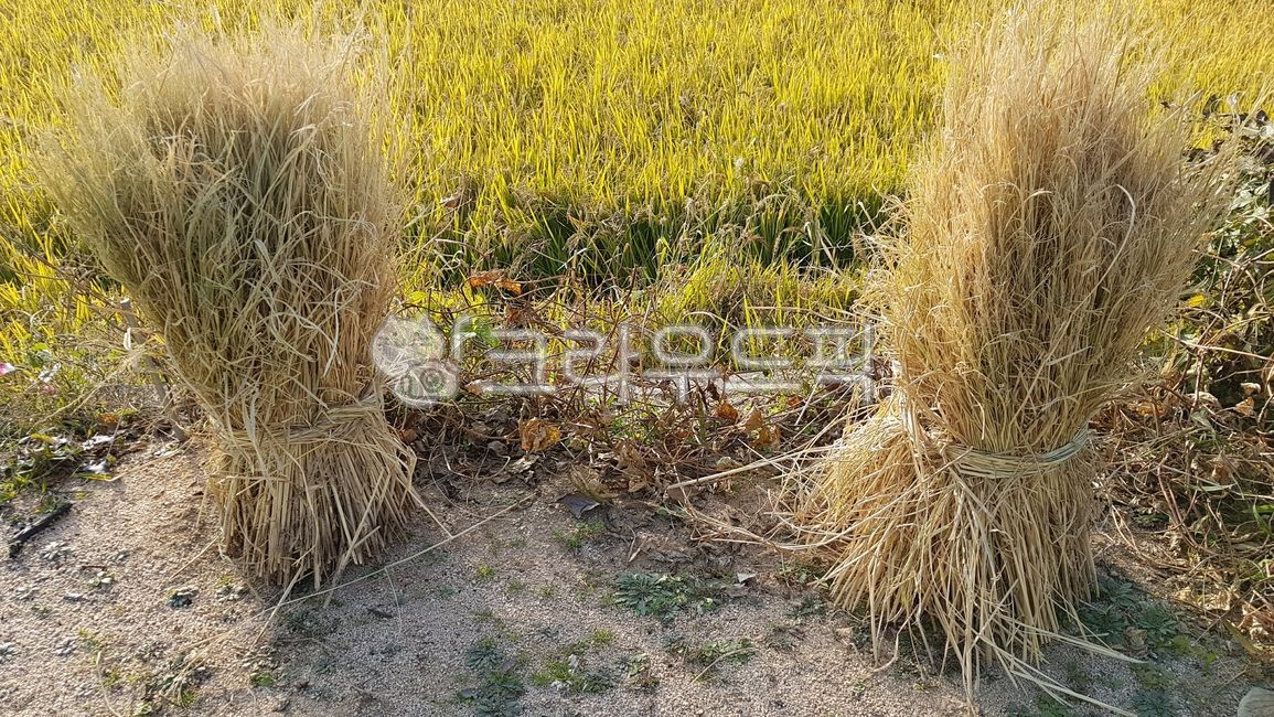 짚, 짚단, 논, 벼, 벼묶음, 사진,이미지,일러스트,캘리그라피 - hwaj71작가