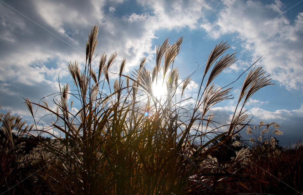 제주도,갈대,역광,풍경,오름,식물,자연,plants,nature