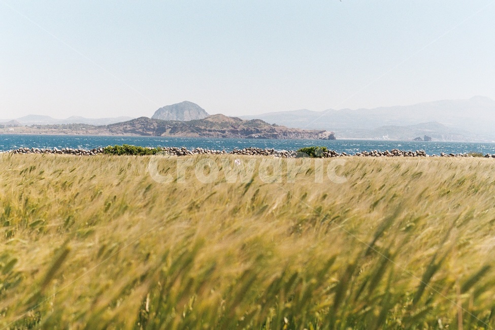 필름사진,filmphotography,제주도,가파도,청보리밭,풍경,올레길,자연,jejuisland,scenery,nature,jeju,ollegil,필름,청보리,greenbarley,식물,제주도,jeju,jeju island
