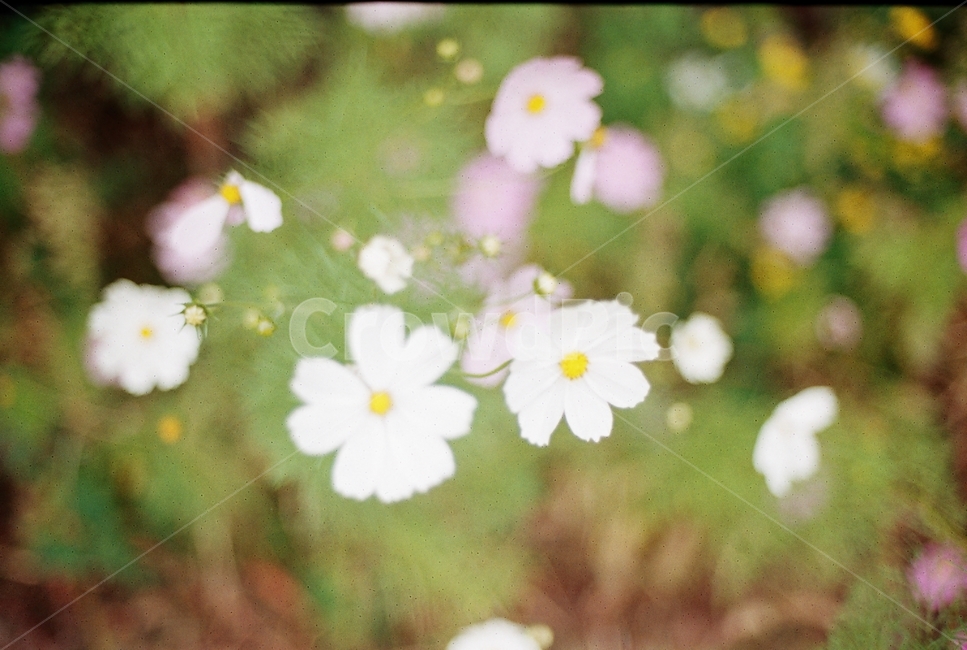 nature,자연,필름,film,필름사진,식물,꽃,flower,식물,자연,plants,nature,꽃,flower
