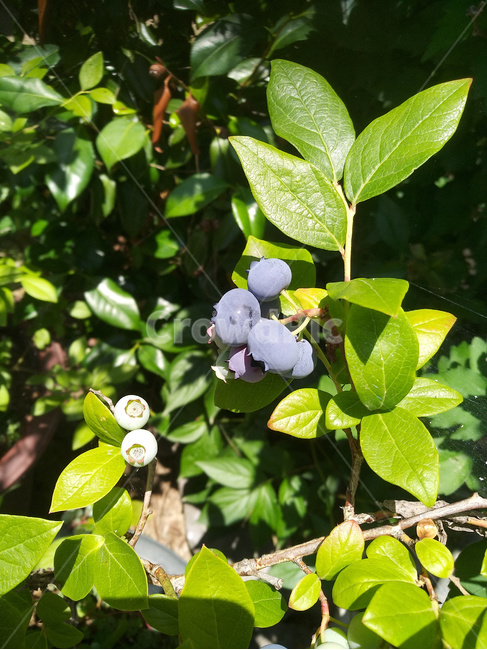 블루베리,블루베리재배,블루베리수확,블루베리열매,블루베리과일,과일,열매,fruit