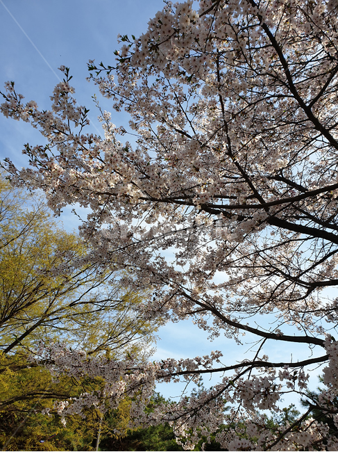 벚나무,벚꽃,나무,푸른,하늘,식물,plant,고원,호수공원,봄,계절,spring,season,자연,풍경,nature,landscape