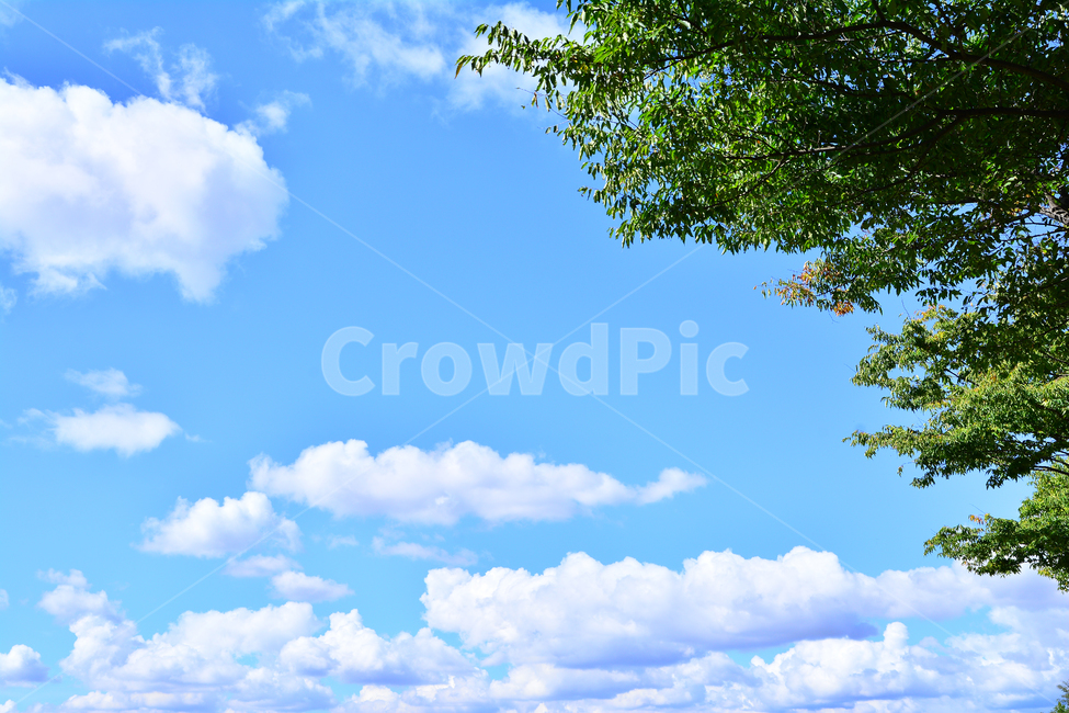 하늘,구름,나뭇잎,배경,바탕화면,백그라운드,신록,6월,식물,나무,풍경,sky,cloud,leaves,plant,background,청명,해맑은,화창한,맑은날,파란하늘,그린,녹색,블루,뭉게구름,자연,clean,세로사진,대기,공기,날씨,기상,환경,자연,풍경,nature,landscape,outdoors,옥외,azure sky,푸른 하늘