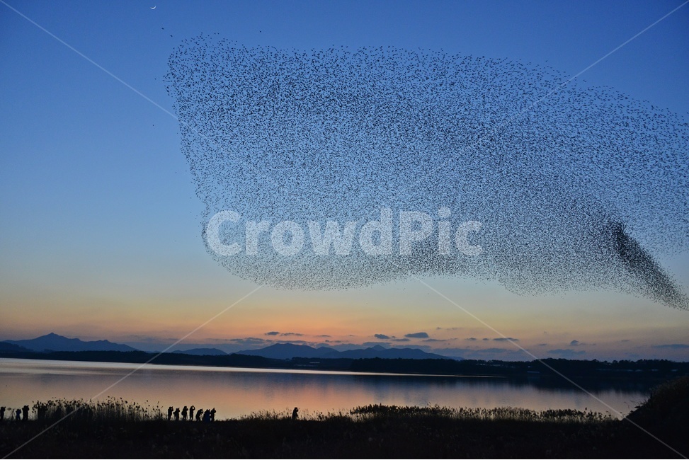 동림지,동림지가창오리,가창오리,가창오리군무,동림지황혼,nature,자연,outdoors,옥외,water,물,flock,대군,animal,동물,자연,풍경,nature,landscape
