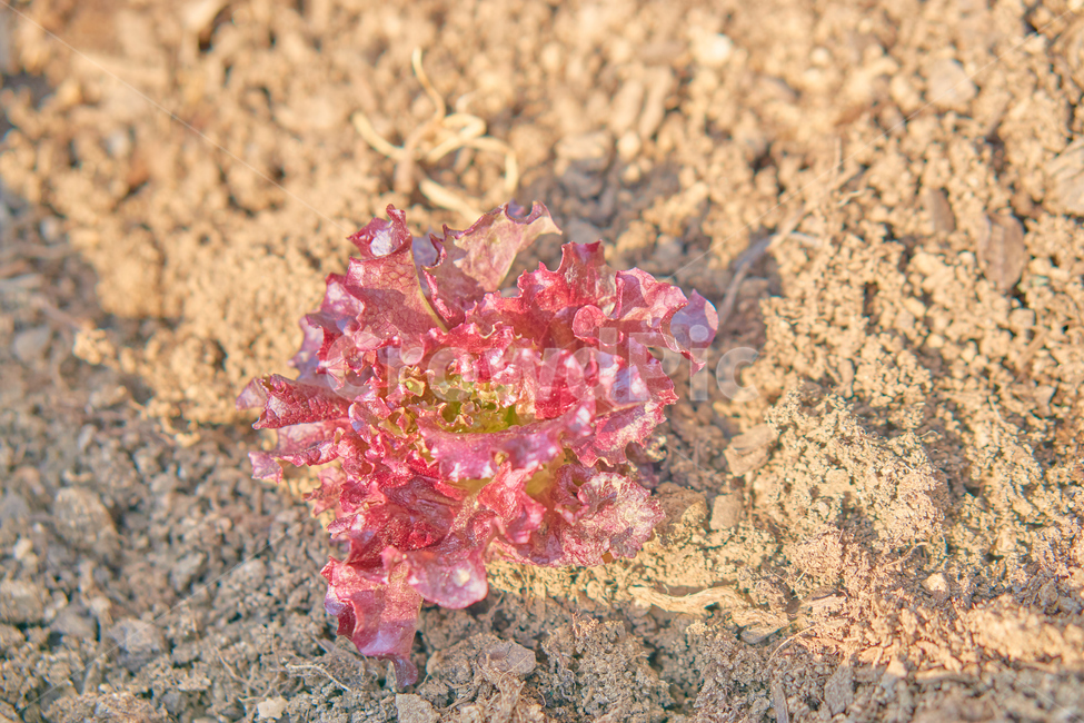 상추,식물,쌈,식품,화분,음식,plant,nature