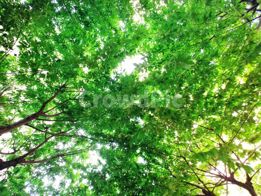 나무,나뭇잎,햇빛,여름,초록,숲,forest,잎사귀,나뭇가지,tree,leaf