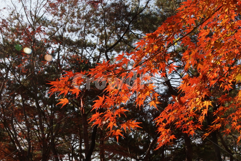 식물,단풍,maple,나무,잎,leaf,가을,계절,fall,autumn,season,plant,tree